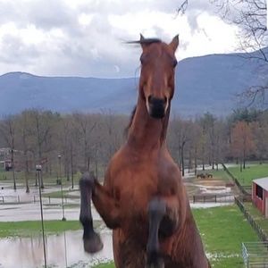 Meet your Posher, Kelly